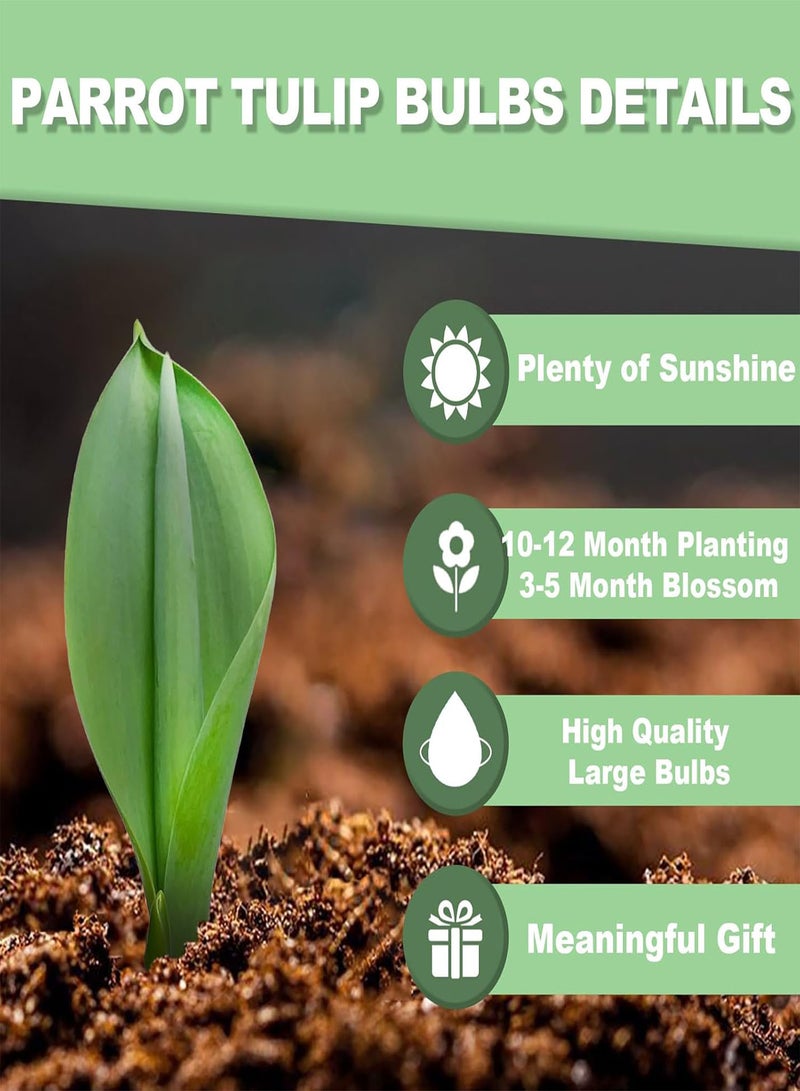 جي جوت عبوة من 10 بذور توليب ببغاء للزراعة، زهور توليب معمرة سهلة النمو، بذور توليب للزراعة في الخريف بكميات كبيرة - أسود - Image 4