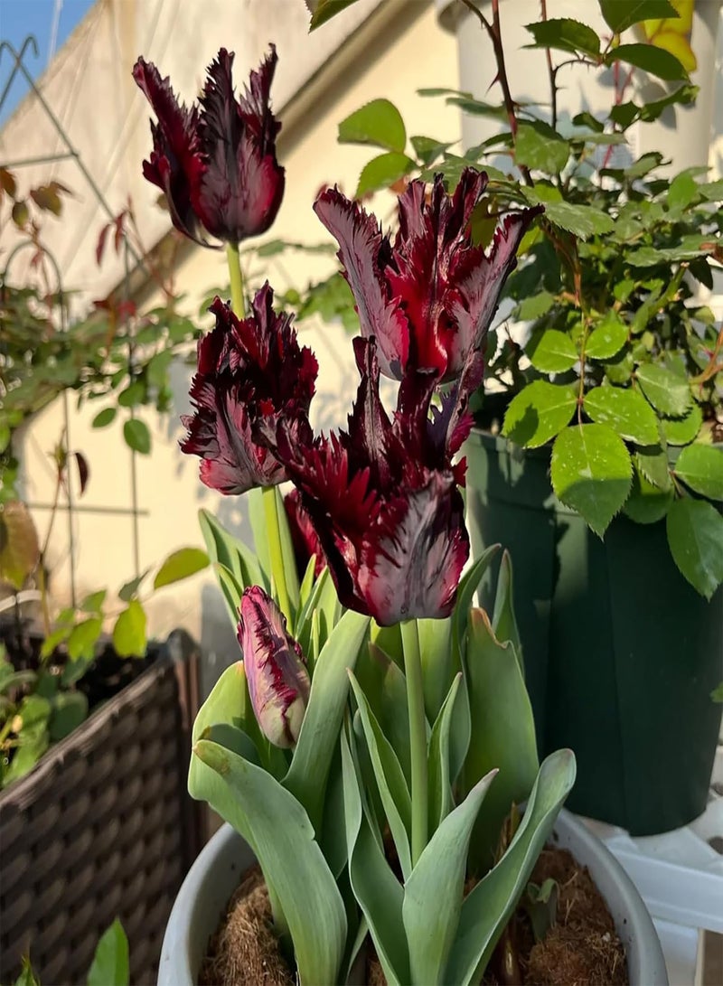 جي جوت عبوة من 10 بذور توليب ببغاء للزراعة، زهور توليب معمرة سهلة النمو، بذور توليب للزراعة في الخريف بكميات كبيرة - أسود - Image 3