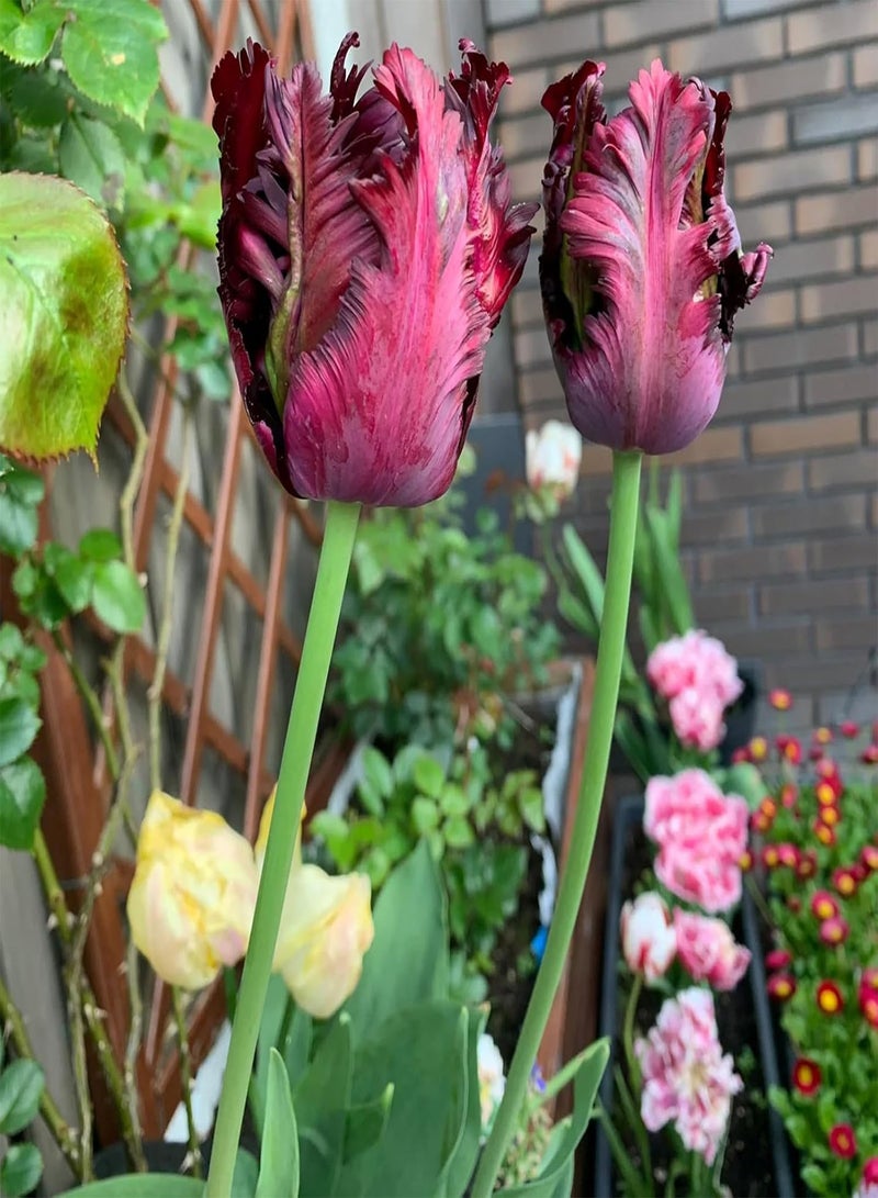 جي جوت عبوة من 10 بذور توليب ببغاء للزراعة، زهور توليب معمرة سهلة النمو، بذور توليب للزراعة في الخريف بكميات كبيرة - أسود - Image 1