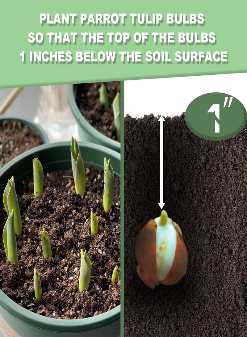 جي جوت عبوة من 10 بذور توليب ببغاء للزراعة، زهور توليب معمرة سهلة النمو، بذور توليب للزراعة في الخريف بكميات كبيرة - أسود - Image 5