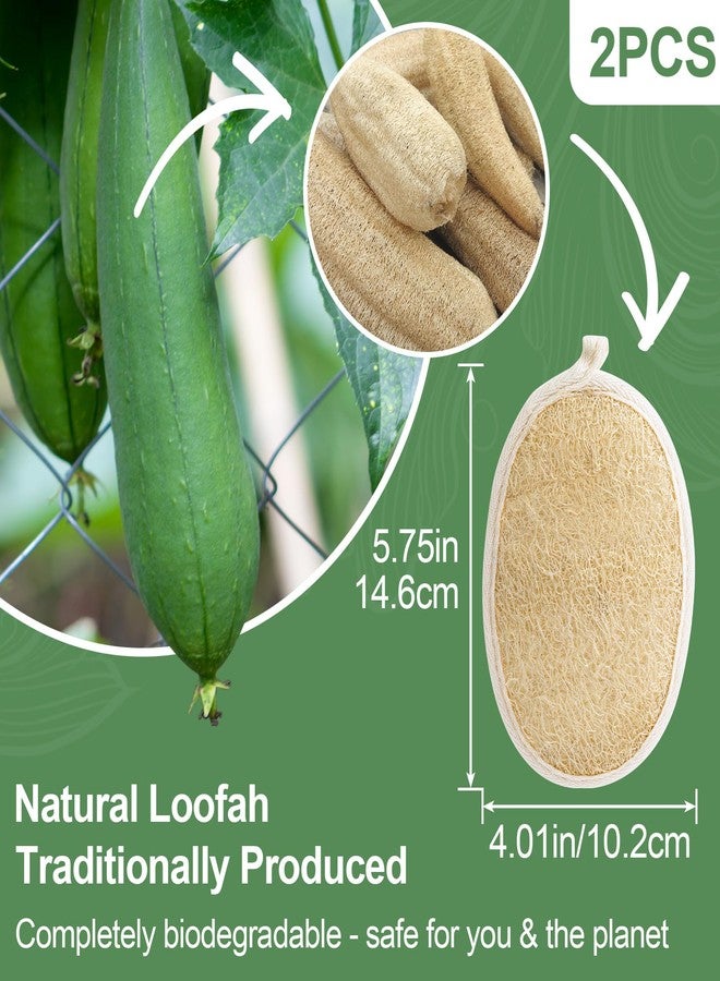 SmallCat 2 Pcs Loofah for Women, Made with Biodegradable Shower Loofah, Natural Loofah Sponge, Exfoliating Body Scrubber for for Face and Body That Gets You Clean (Off-White) - Image 2