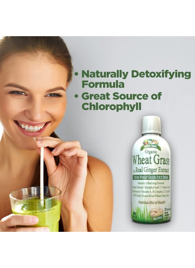 GARDEN GREENS Wheat Grass Liquid With Real Ginger Extract Nature Perfect Superfood 32 Servings  - Image 3