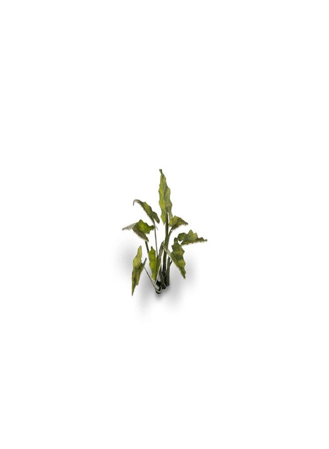 Gamers Grass نباتات الليزر العشبية للاعبين - اللوردات والسيدات - Image 3