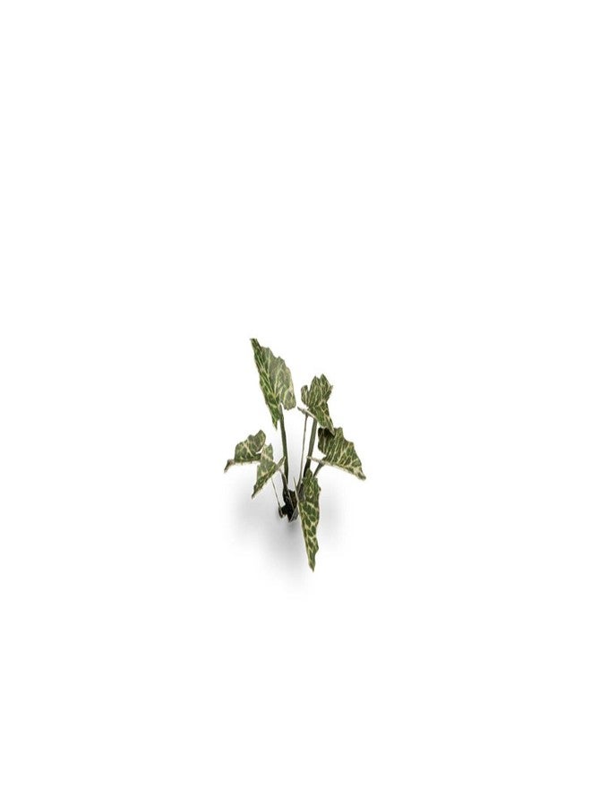 Gamers Grass نباتات الليزر العشبية للاعبين - اللوردات والسيدات - Image 2