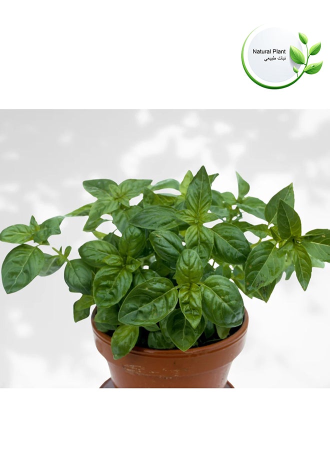 Basil Is A Natural Tree - pzsku/ZA07F6C345D1623BB6B01Z/45/_/1729606983/47250f5f-6bcb-4b59-9775-ddf6cbd75f6f