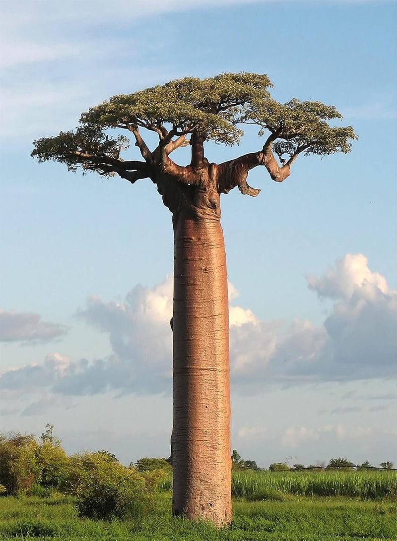 GGOOT African Baobab Tree Adansonia Digitata 20+ Seeds Bonsai - Image 3