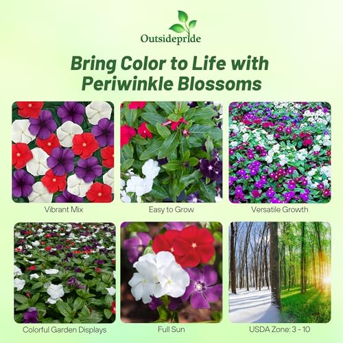 Outsidepride 50+ Seeds- Vinca Periwinkle American Pie Garden Flower, Ground Cover, & Container Plant Mix - Image 2