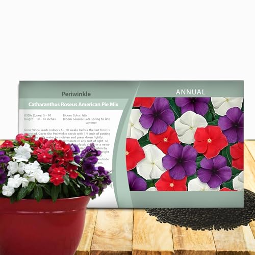 Outsidepride 50+ Seeds- Vinca Periwinkle American Pie Garden Flower, Ground Cover, & Container Plant Mix - Image 1