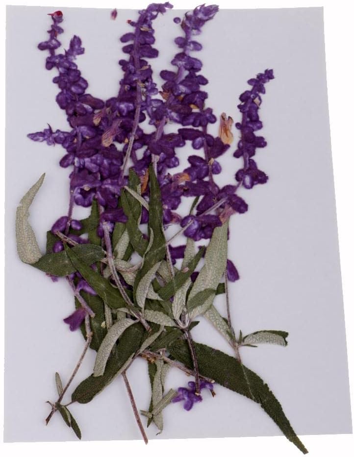Pressed Dried Purple Flowers and Leaves for Resin Arts Crafts Supplies Gift - Image 1