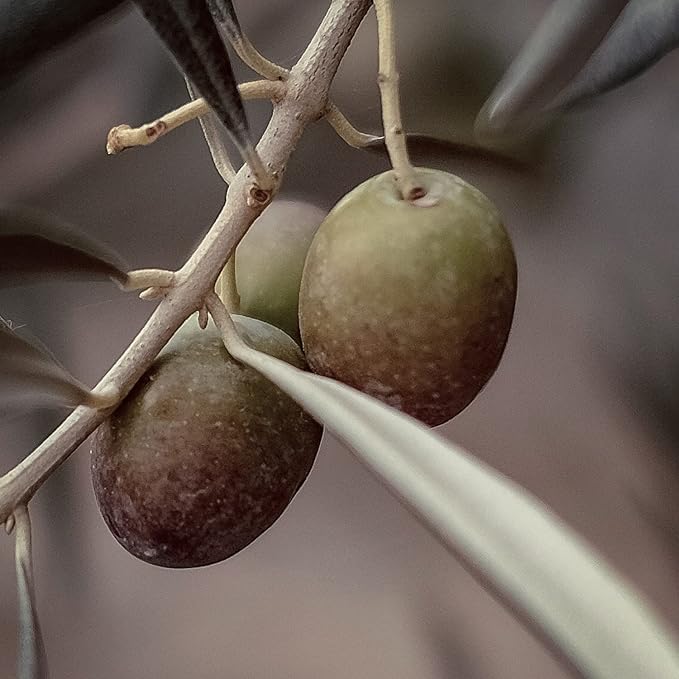 Naissance Organic Extra Virgin Olive Oil No 223 450ml Pure Natural for Skincare Haircare and a Massage Oil Base Face Body Hair