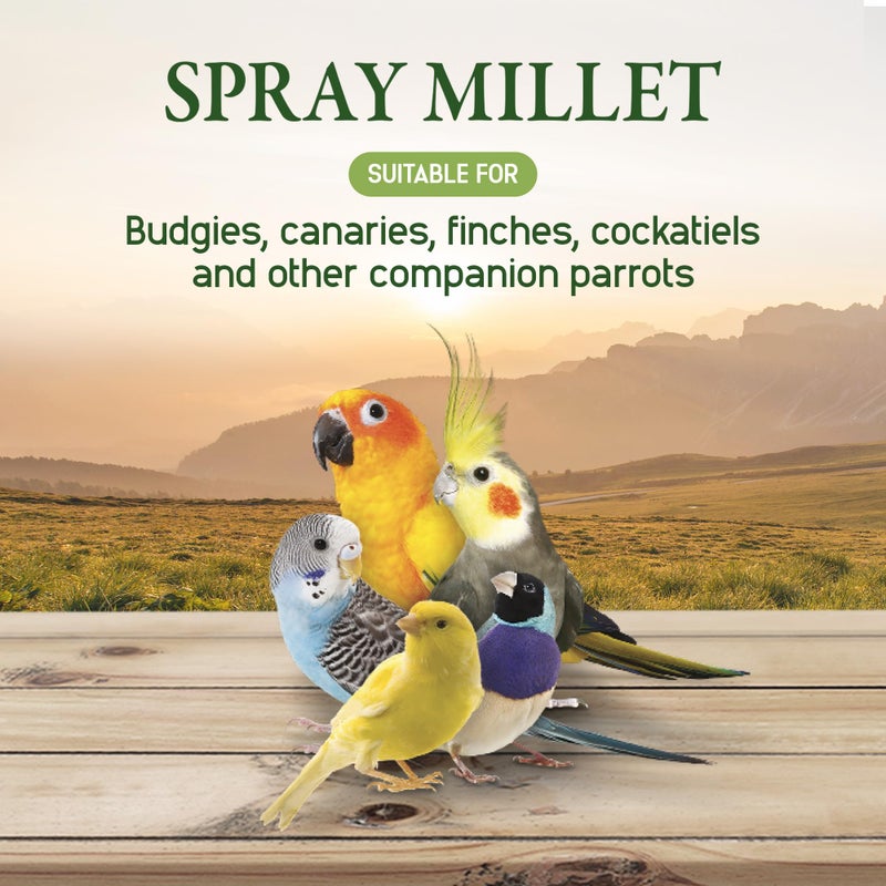 Living World â€“ Millet Spray for Birds, 17.6 Oz â€“ Premium Treat for Budgies, Canaries, Finches, Cockatiels and Other Pet Birds - Image 5