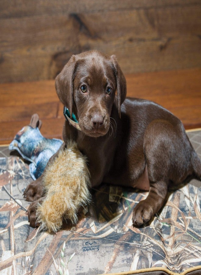 Browning Pet Toys, Durable Dog Toys for Tug and Fetch, Squirrel Fabric Squeaker Toy - Image 3