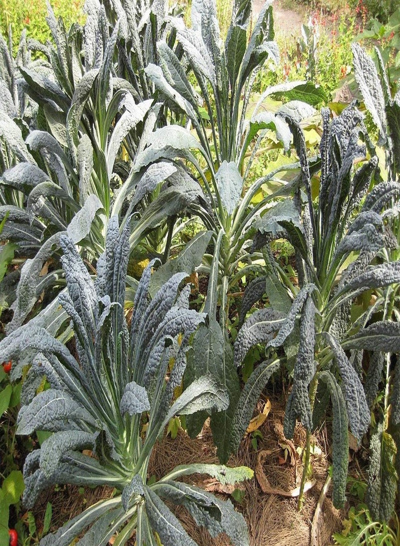 GGOOT Kale Borecole Black Tuscany - Brassica oleracea Vegetable Seeds, Also Known as Palm Cabbage or Nero di Toscana Home Garden Planting by Heavy Torch, 300 Seeds