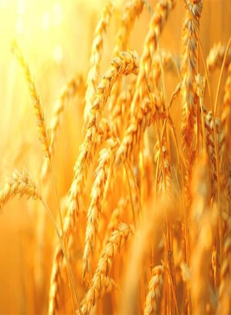 GGOOT Food Plot Seeds for Planting - Grow Food for Deer, Turkey, Elk, Phesants, Quail and Other Wild Game (Wheat - 8 g.) 