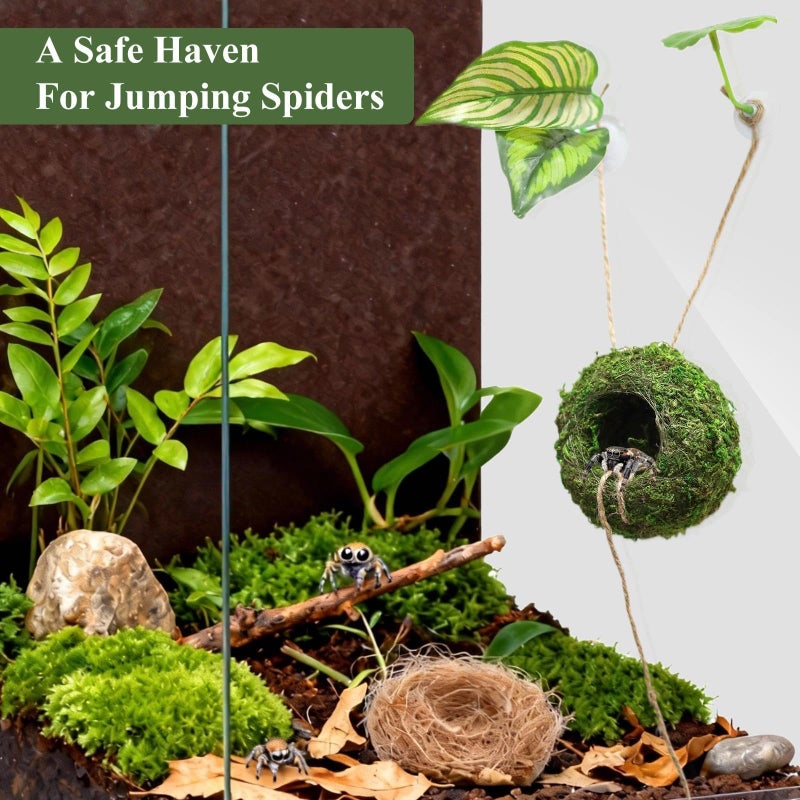 Hollima Big Jumping Spider Hide Kit, Jumping Spider Enclosures Habitat Accessories, Climbing Spiders Resting Hideout with Suction Cup Rope Bridge Leaf Ledge for Tarantula Small Insects - Image 4