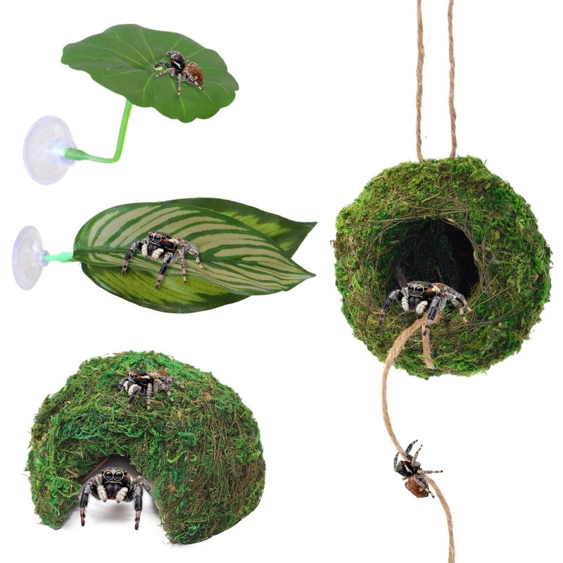 Hollima Big Jumping Spider Hide Kit, Jumping Spider Enclosures Habitat Accessories, Climbing Spiders Resting Hideout with Suction Cup Rope Bridge Leaf Ledge for Tarantula Small Insects - Image 1