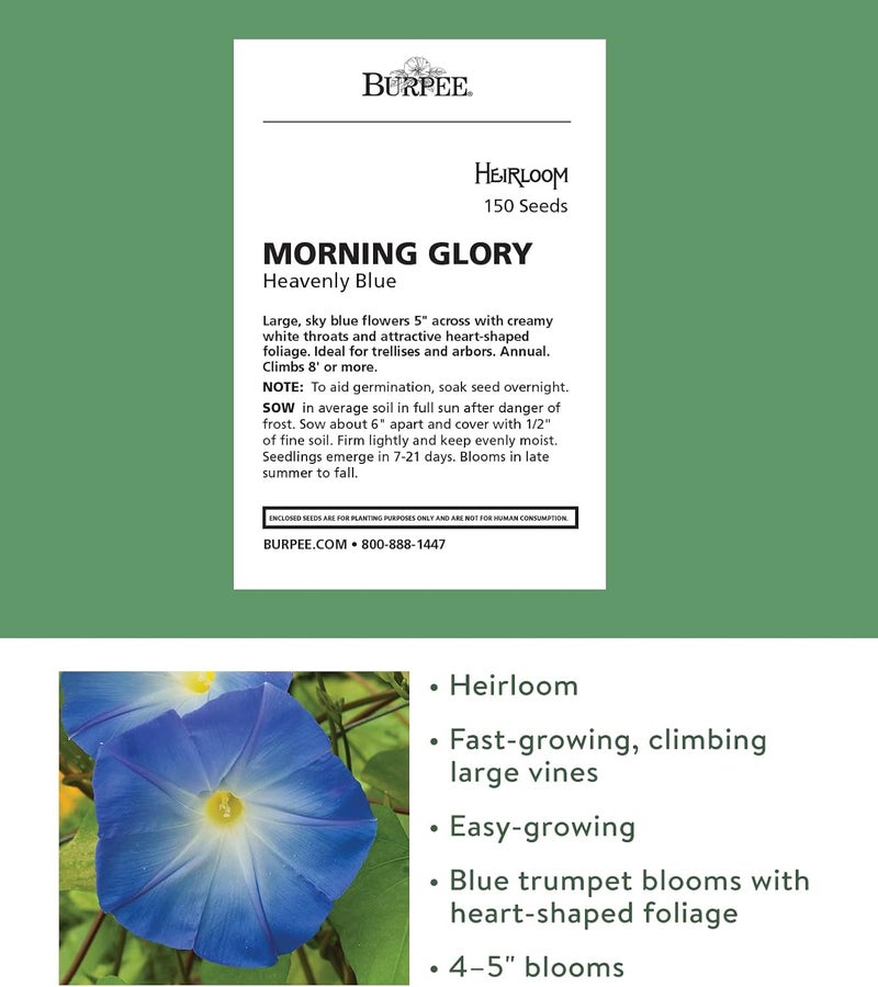 Burpee Heavenly Blue Morning Glory Seeds 150 seeds - Image 2