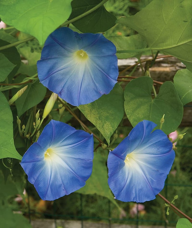 Burpee Heavenly Blue Morning Glory Seeds 150 seeds - Image 5