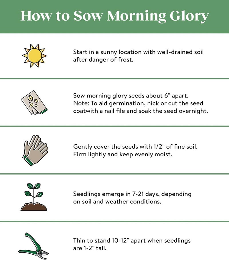 Burpee Heavenly Blue Morning Glory Seeds 150 seeds - Image 3