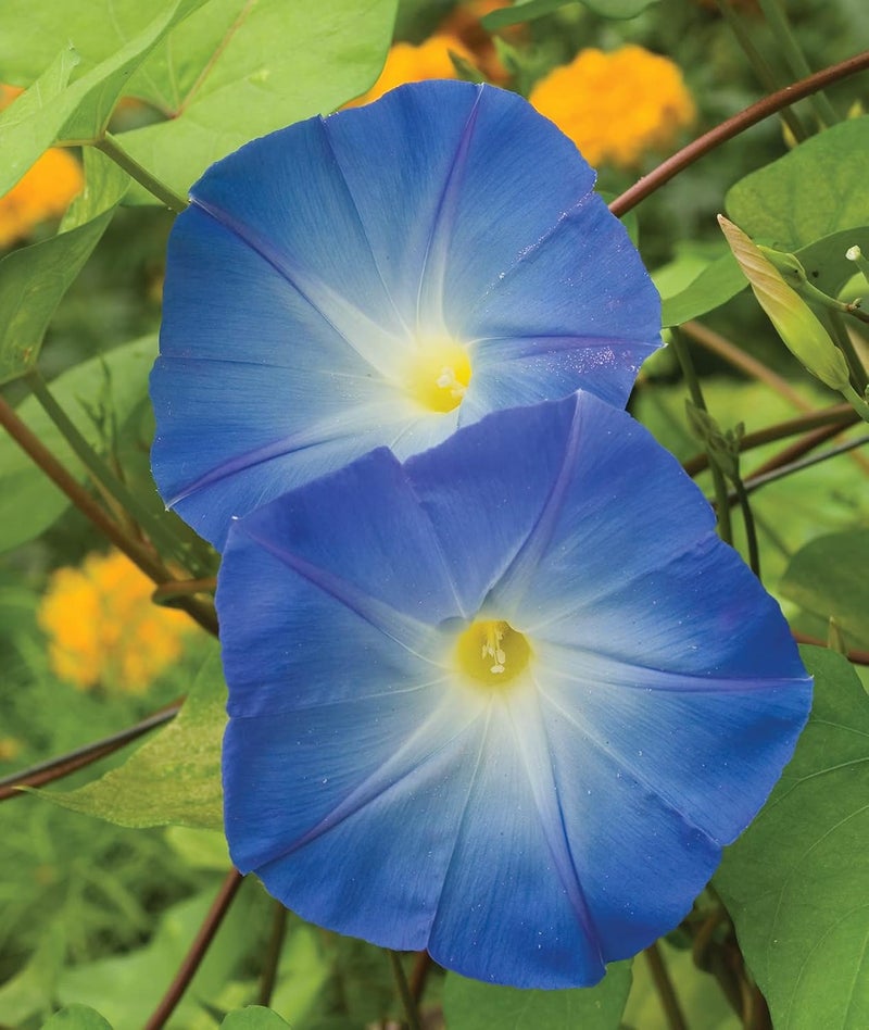 Burpee Heavenly Blue Morning Glory Seeds 150 seeds - Image 1