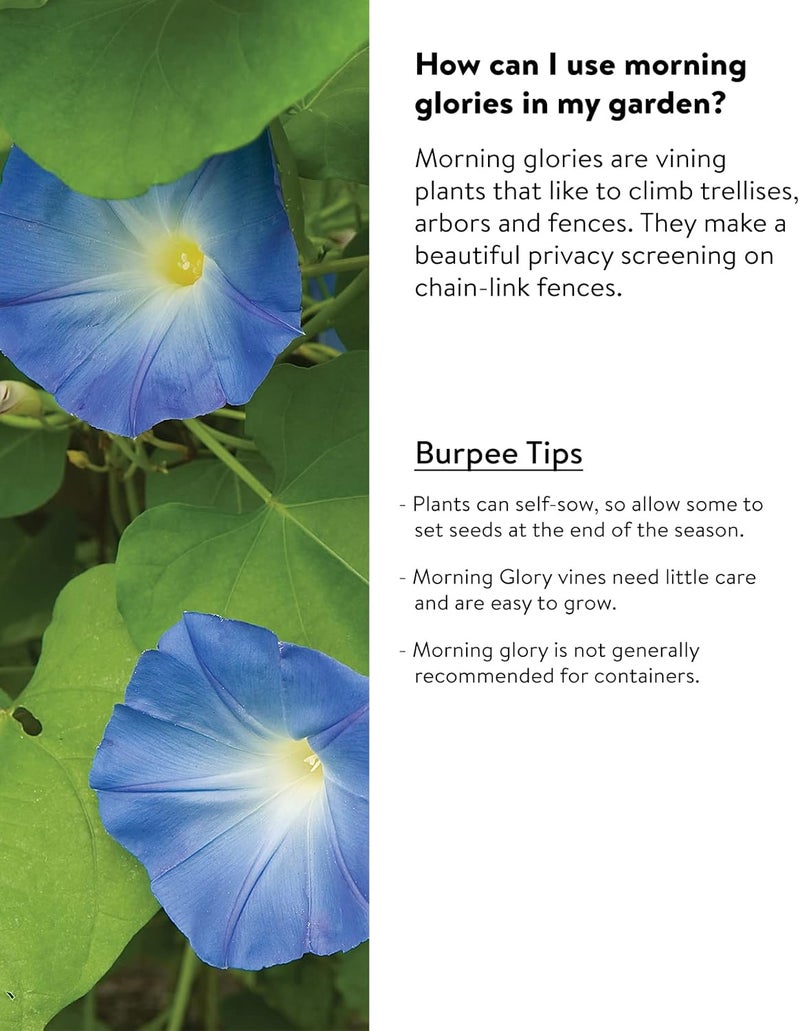 Burpee Heavenly Blue Morning Glory Seeds 150 seeds - Image 4