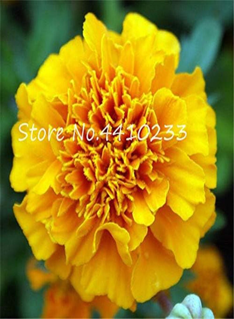 جي جوت 100 قطعة من بذور زهرة القرنفل الطازجة للزراعة باللون الأبيض الأرجواني - Image 3