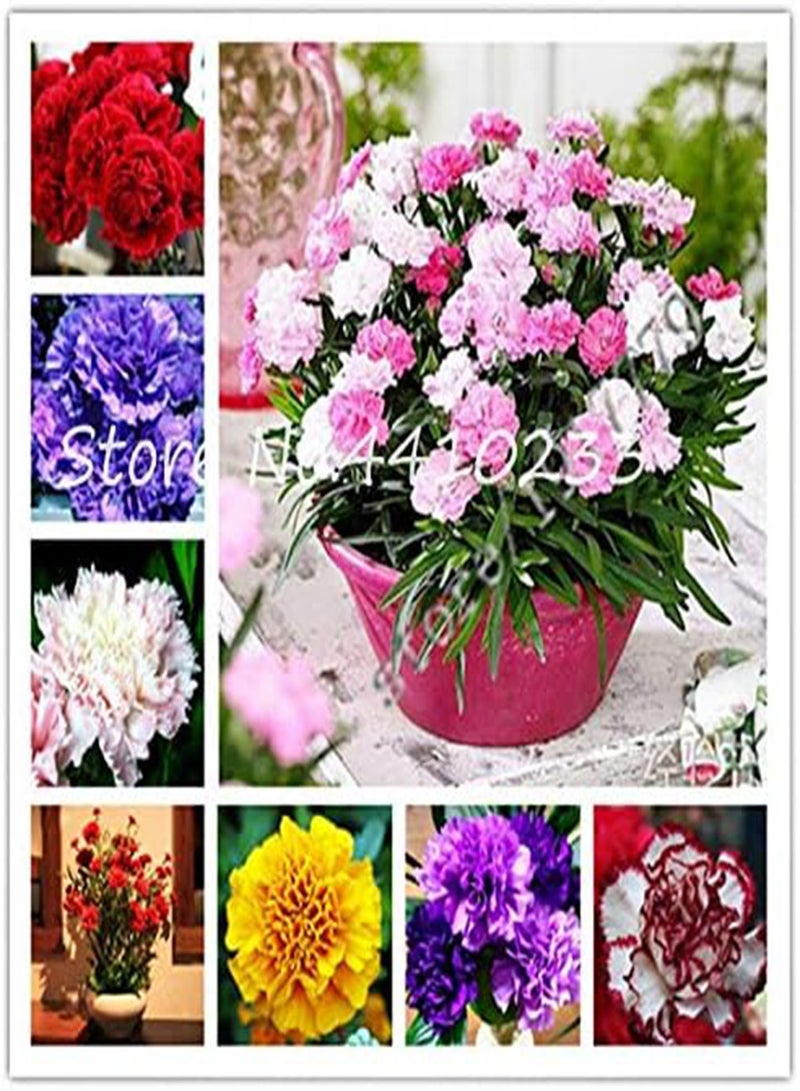 جي جوت 100 قطعة من بذور زهرة القرنفل الطازجة للزراعة باللون الأبيض الأرجواني - Image 2