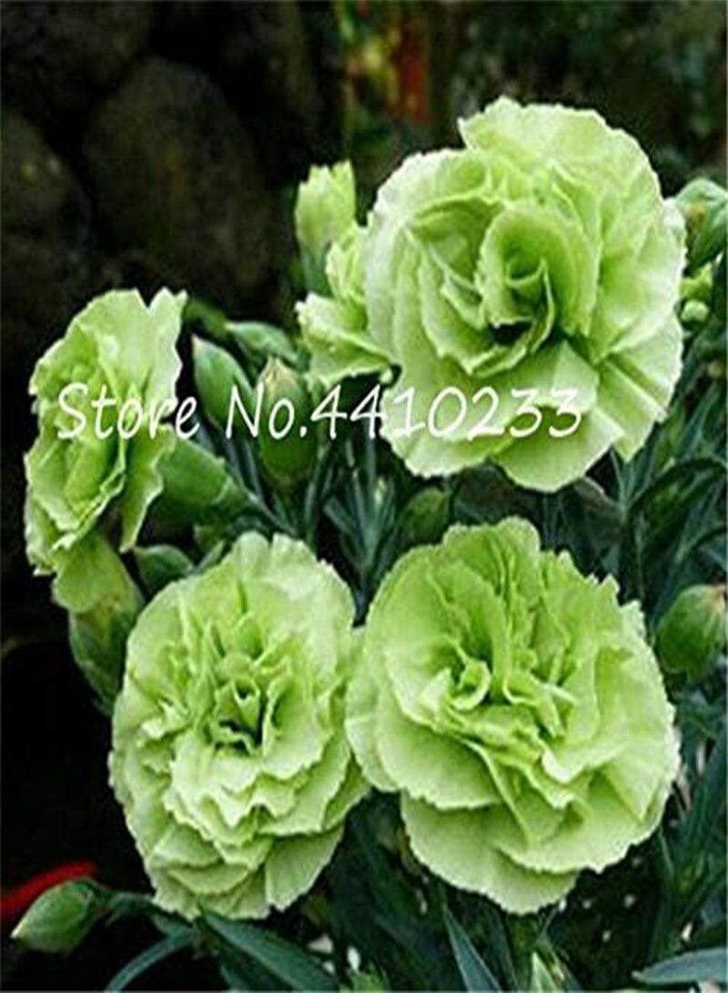 جي جوت 100 قطعة من بذور زهرة القرنفل الطازجة للزراعة باللون الأبيض الأرجواني - Image 4