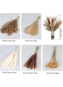 ماركة غير محددة المجففة Pampas العشب المجفف زهرة صغيرة بوص بوهيميا الزهور الطبيعية للزينة المنزلية زهرة غرفة المعيشة شرفة حفل زفاف ترتيب ذيل الأرنب الأبيض ريد 