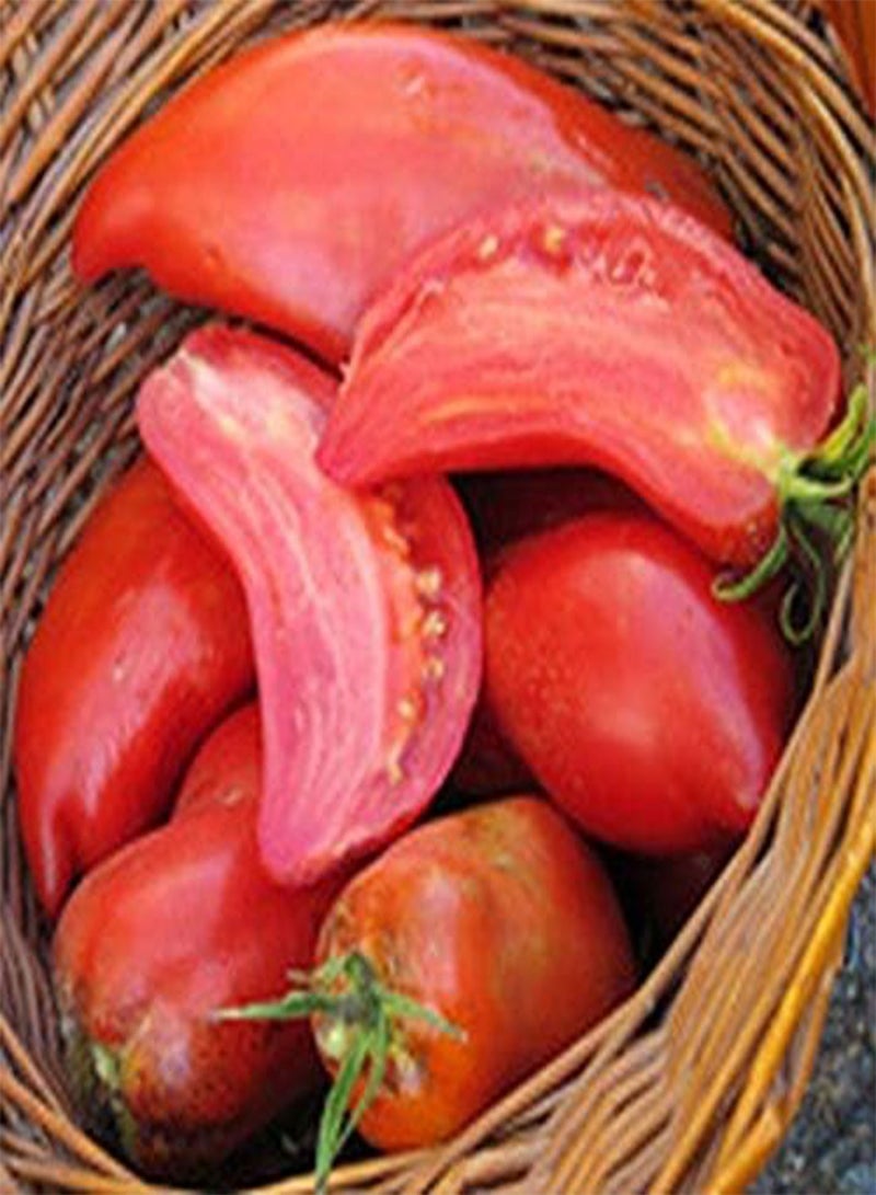 GGOOT Jersey Devil Tomato Seeds (30+ Seed Package)