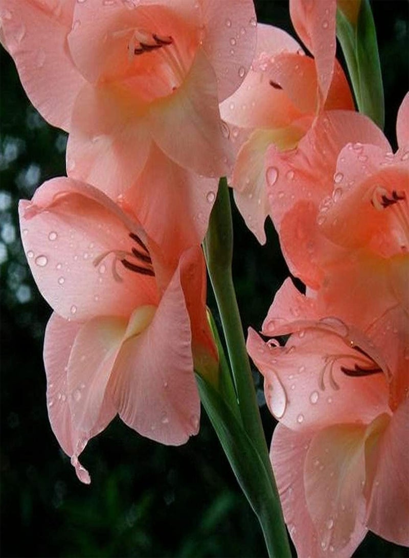 جي جوت 5 قطع من بذور الجلاديولس للزراعة المنزلية بتلات برتقالية فاتحة رائحة منعشة زهرة معمرة تجذب الفراشات والنحل منظر طبيعي جميل للحدائق - Image 2