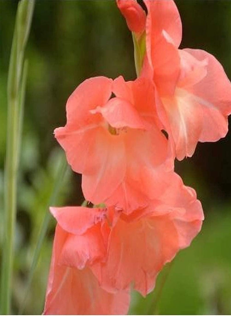 جي جوت 5 قطع من بذور الجلاديولس للزراعة المنزلية بتلات برتقالية فاتحة رائحة منعشة زهرة معمرة تجذب الفراشات والنحل منظر طبيعي جميل للحدائق - Image 3