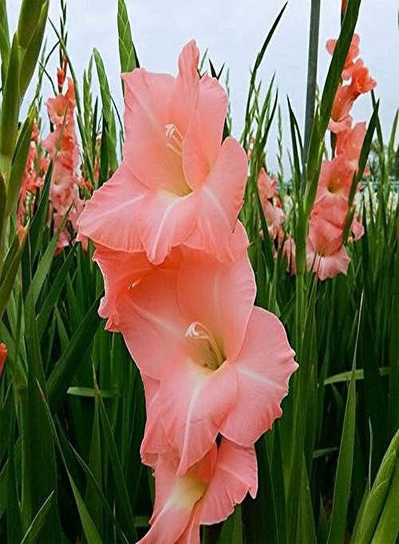 جي جوت 5 قطع من بذور الجلاديولس للزراعة المنزلية بتلات برتقالية فاتحة رائحة منعشة زهرة معمرة تجذب الفراشات والنحل منظر طبيعي جميل للحدائق - Image 1