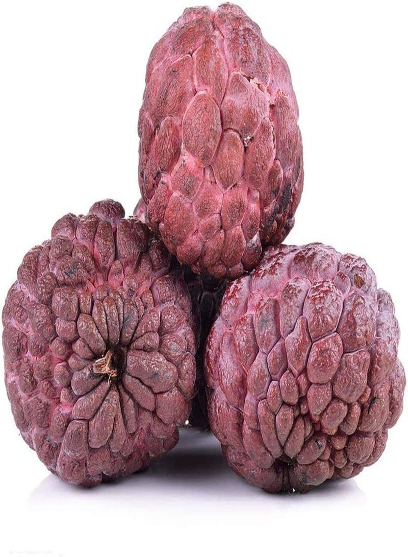 جي جوت 100 قطعة من بذور القشطة المختلطة، ثمار معمرة، ازرع شجرة التفاح السكرية الخاصة بك، احصد ثمار القشطة المختلفة، الزراعة في الحقل الخارجي، سهلة الحصاد - Image 3