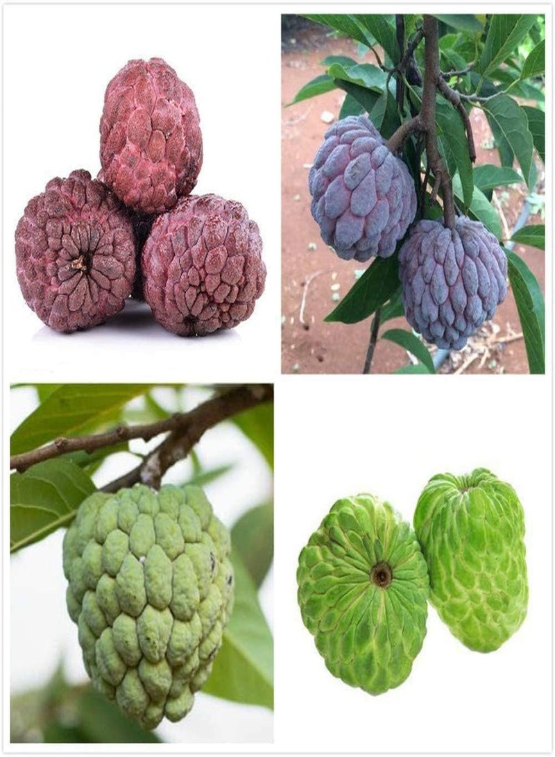 جي جوت 100 قطعة من بذور القشطة المختلطة، ثمار معمرة، ازرع شجرة التفاح السكرية الخاصة بك، احصد ثمار القشطة المختلفة، الزراعة في الحقل الخارجي، سهلة الحصاد - Image 1