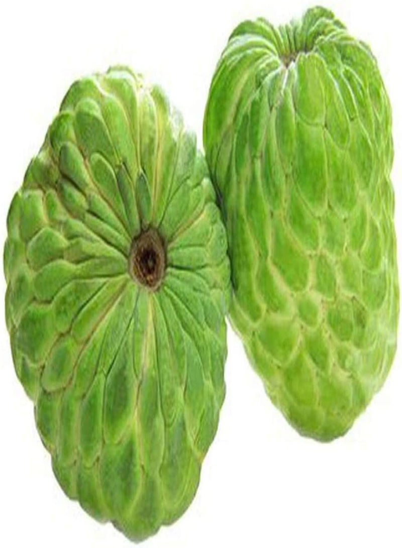 جي جوت 100 قطعة من بذور القشطة المختلطة، ثمار معمرة، ازرع شجرة التفاح السكرية الخاصة بك، احصد ثمار القشطة المختلفة، الزراعة في الحقل الخارجي، سهلة الحصاد - Image 4