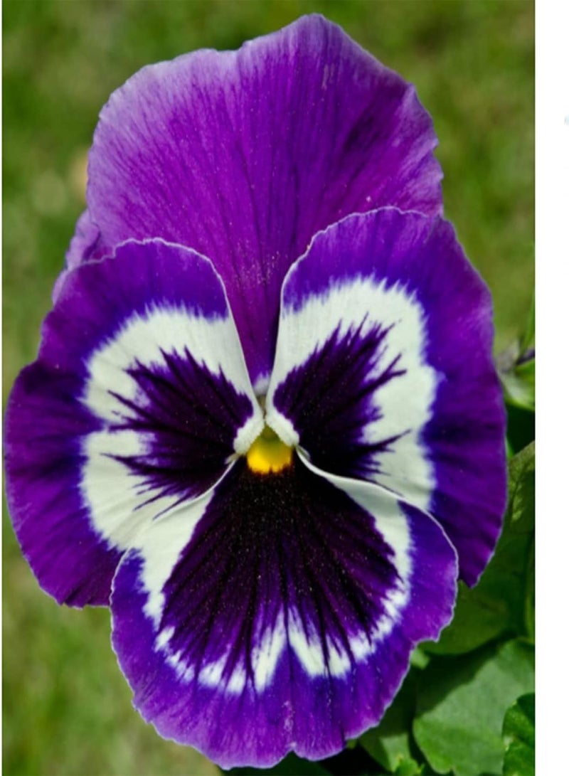 GGOOT Pansy Seeds UK/Pansy Plug Plants Garden Ready/Can Be Preserved/Garden Gift Kit/Enjoy Fun of Planting/Perennial Herb - Image 1
