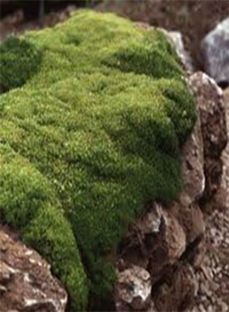 - Scleranthus Biflorus Seeds (Perennial Flower Seeds)