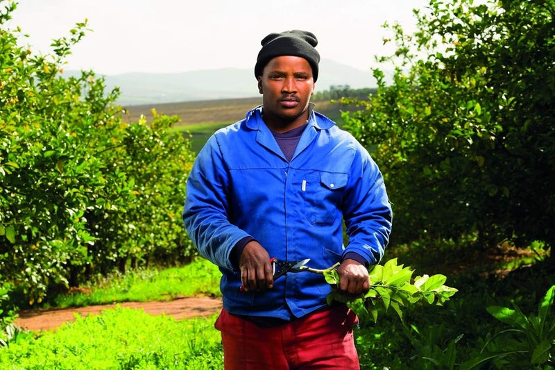 Felco Model 5 Economy Secateurs - Ergonomic Red Pruning Shears for Right-Handed Use - Image 2