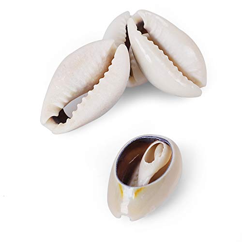 PPCLION 150 PCS 0.63"-0.71" Natural Strong Cowrie Shell Beads Smooth Cut Oval Seashells, Beach Seashells with Big Hole for DIY Craft Jewelry Making, Adorning Hair Locks and Braids - Image 2
