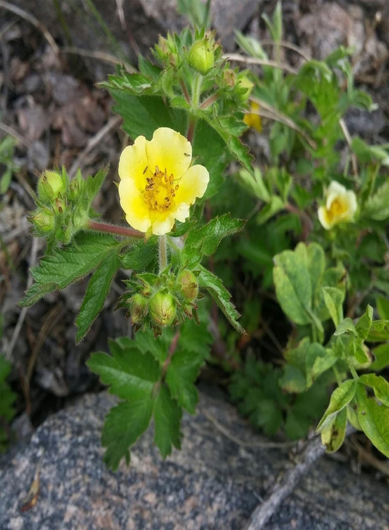 GGOOT 30 Seeds Bigflower Cinquefoil 'Potentilla Fissa',Leafy Cinquefoil Lovely Yellow Flower Landscaping Rocks Grows in Garden and pots - Image 2
