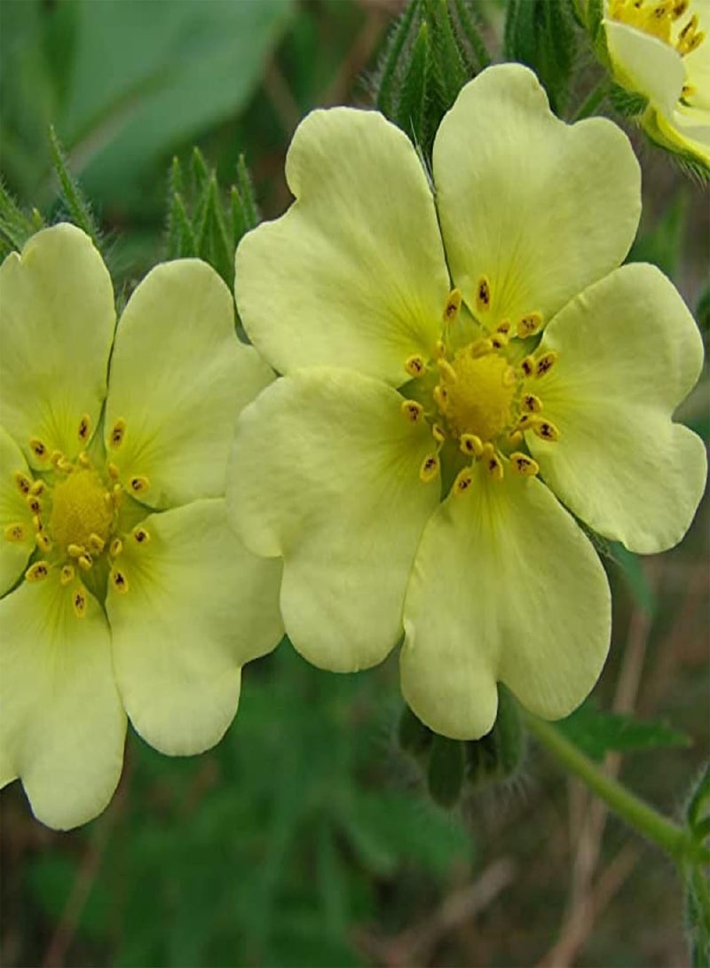 GGOOT 30 Seeds Bigflower Cinquefoil 'Potentilla Fissa',Leafy Cinquefoil Lovely Yellow Flower Landscaping Rocks Grows in Garden and pots - Image 3