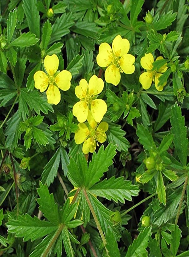 GGOOT 30 Seeds Bigflower Cinquefoil 'Potentilla Fissa',Leafy Cinquefoil Lovely Yellow Flower Landscaping Rocks Grows in Garden and pots - Image 5