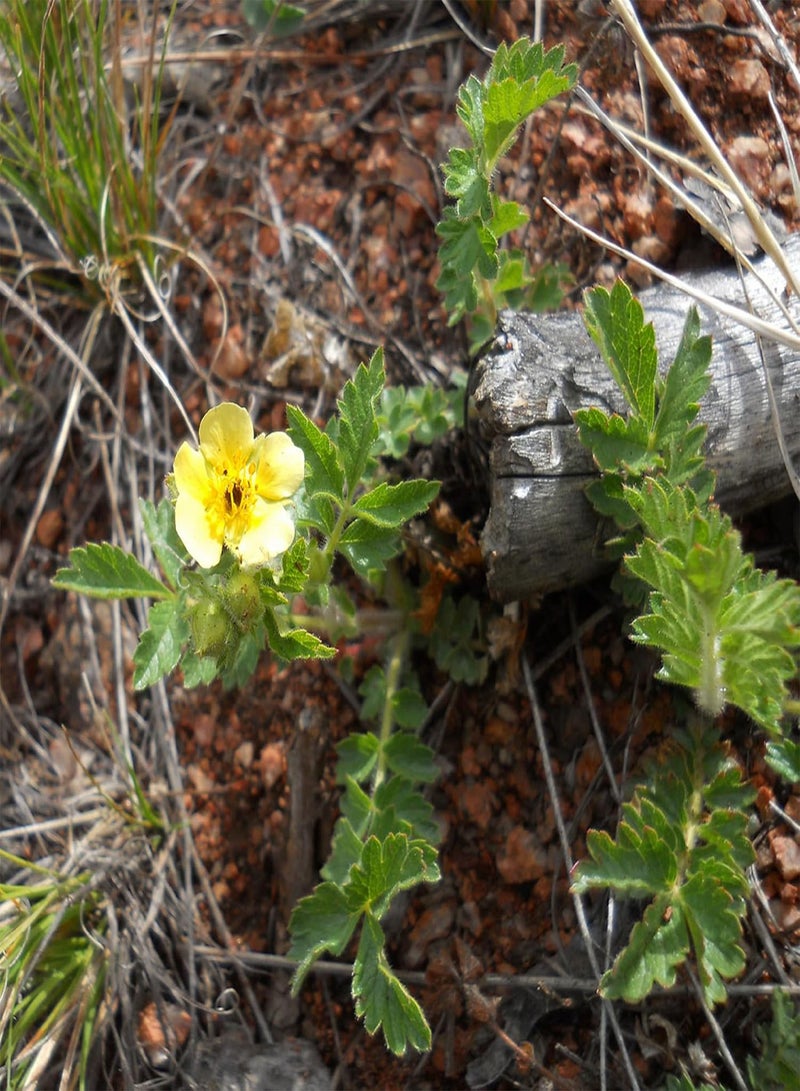 GGOOT 30 Seeds Bigflower Cinquefoil 'Potentilla Fissa',Leafy Cinquefoil Lovely Yellow Flower Landscaping Rocks Grows in Garden and pots - Image 4