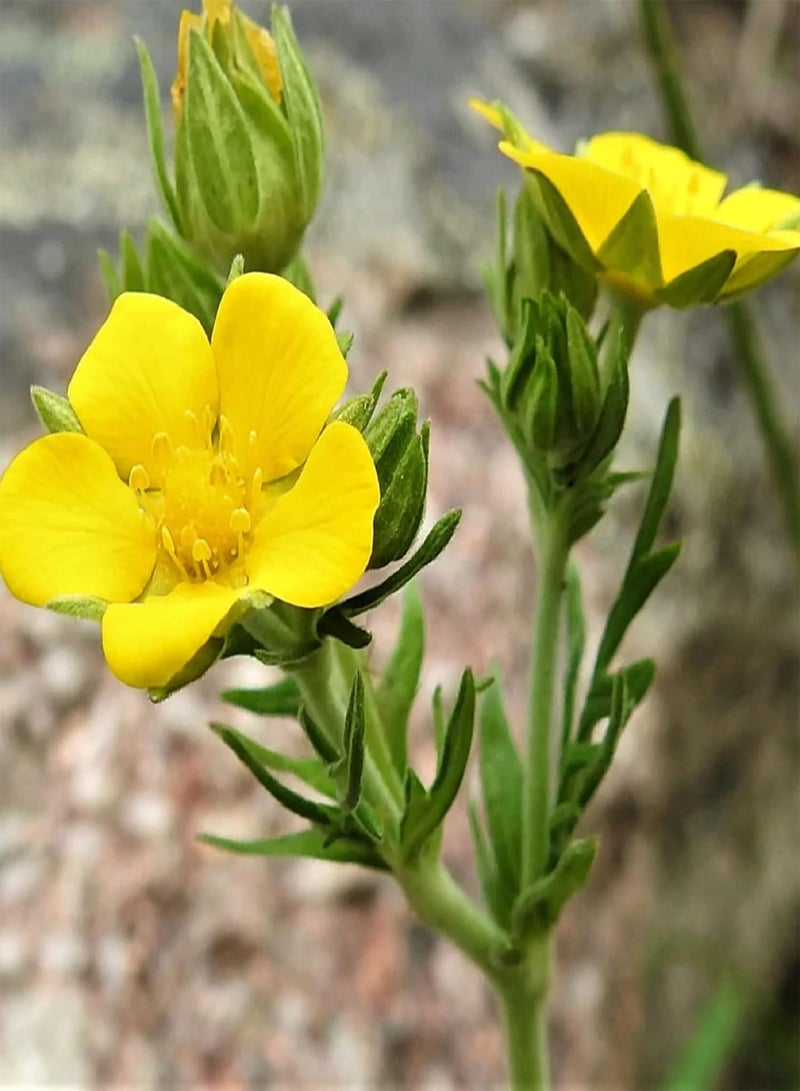 GGOOT 30 Seeds Bigflower Cinquefoil 'Potentilla Fissa',Leafy Cinquefoil Lovely Yellow Flower Landscaping Rocks Grows in Garden and pots - Image 1