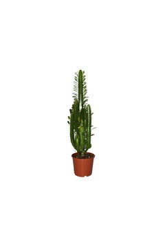 Generic Fresh Euphorbia Trigona  - Image 1