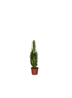Generic Fresh Euphorbia Trigona  - Image 3