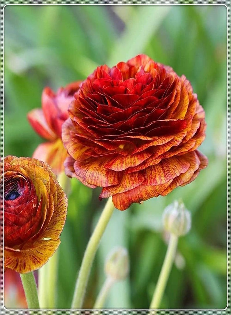 جي جوت 5 قطع من بذور الحوذان البرتقالية، زهور الحوذان الساحرة، لون فريد، مناسبة للزراعة في الهواء الطلق، صيانة منخفضة، سهلة الصيانة - Image 2