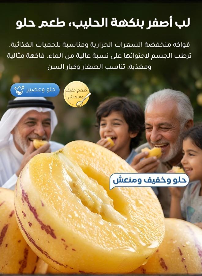 بذور شمام البيبينو الطازجة للزراعة في الأواني - زراعة منزلية غنية بالعناصر الغذائية - Image 1