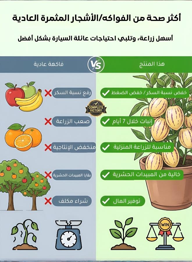 بذور شمام البيبينو الطازجة للزراعة في الأواني - زراعة منزلية غنية بالعناصر الغذائية - Image 2